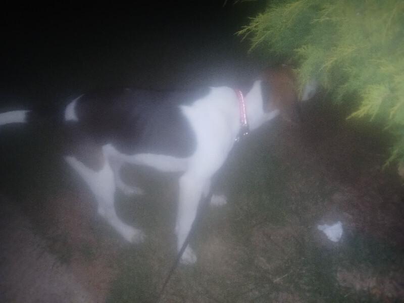 Casey, Adoptable, Adult Male Beagle & Mixed Breed.