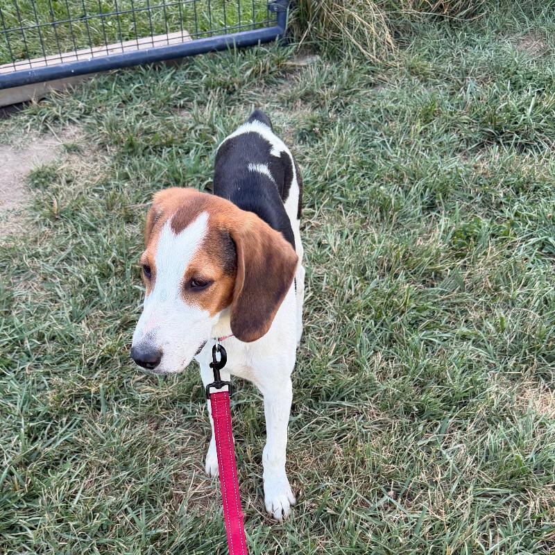 Enlarge Casey, a Adoptable mixed breed in Partlow, VA image 2/2