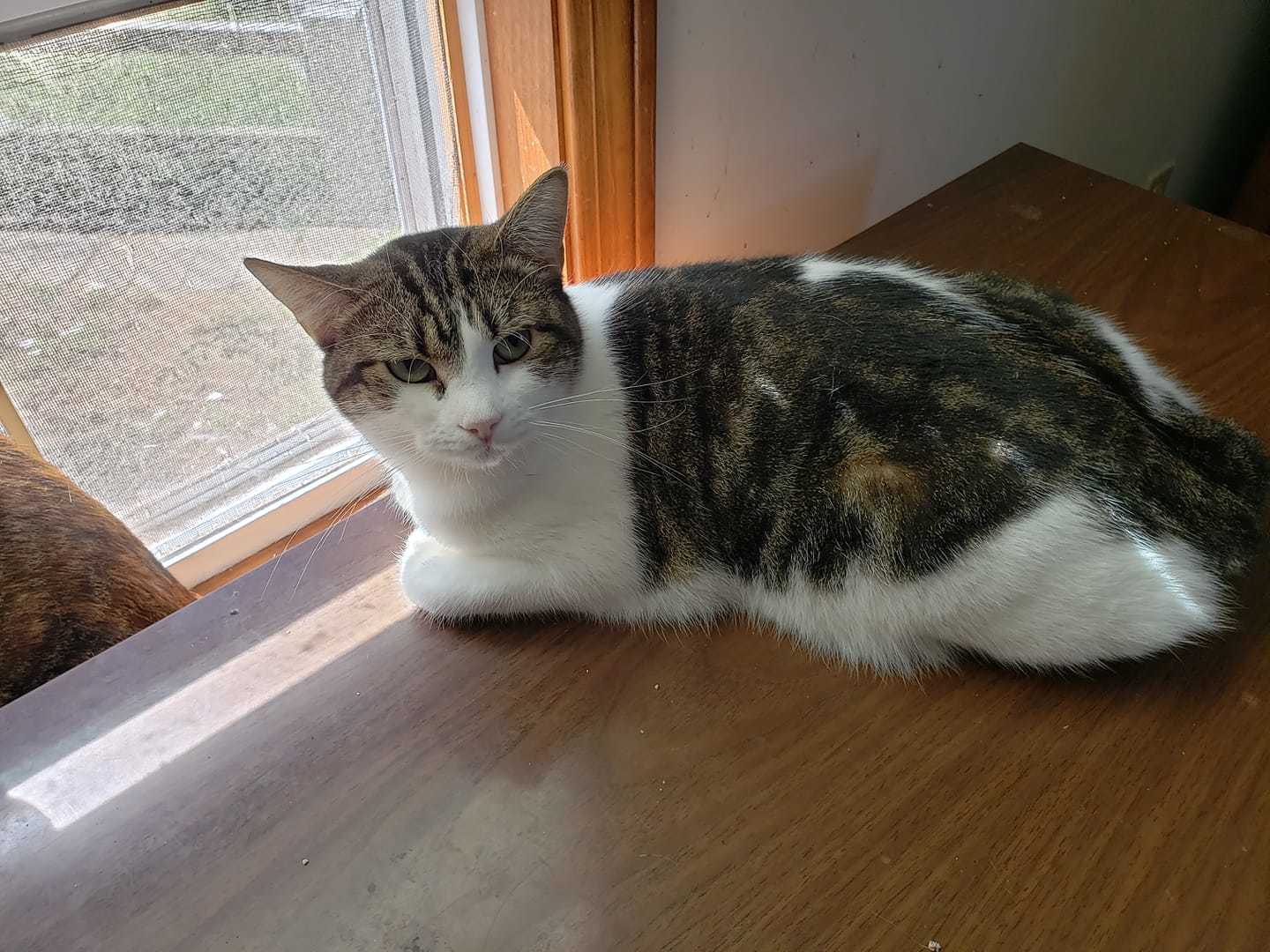Louise - STILL AVAILABLE
