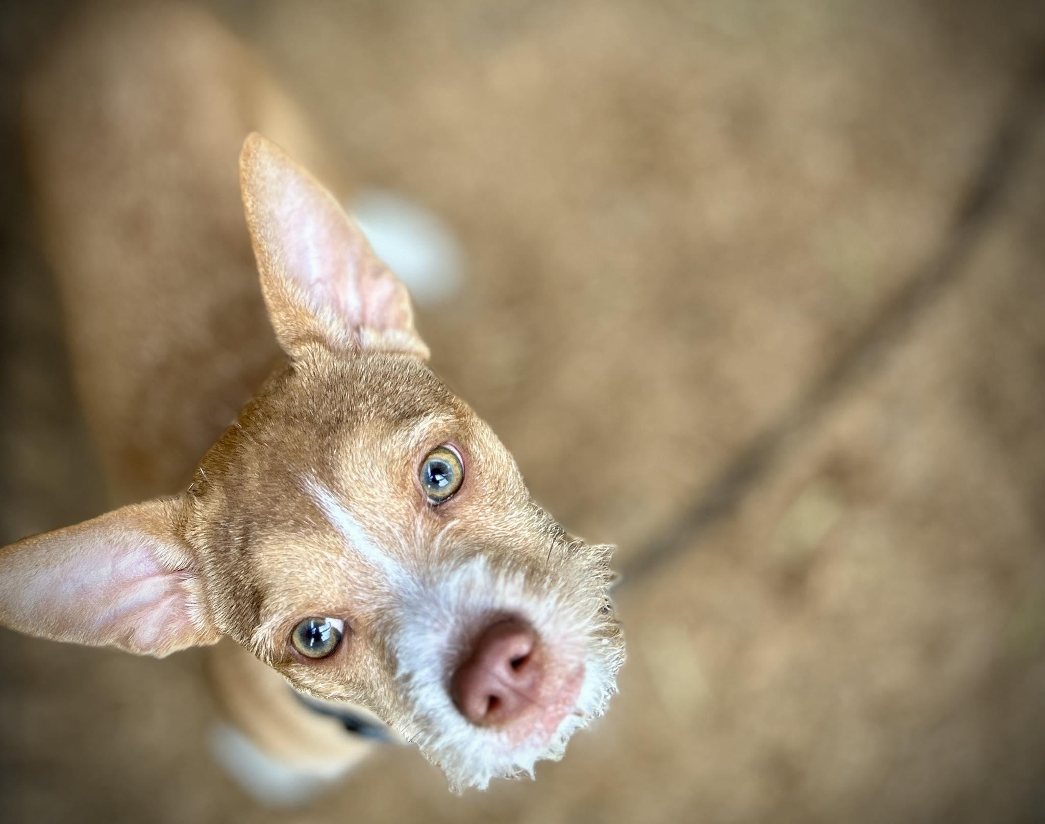 Little Clyde, Adoptable, Young Male Jack Russell Terrier & Chihuahua.