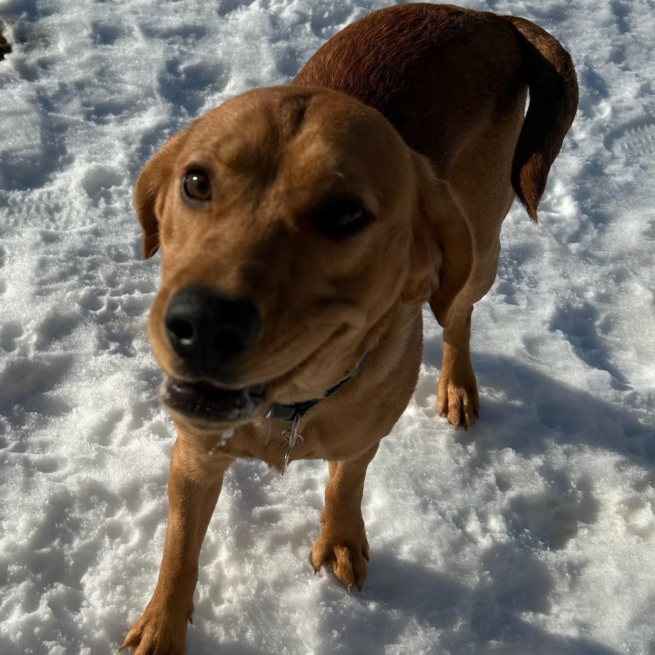 Copper, adoptable, Young Male Beagle & Labrador Retriever.