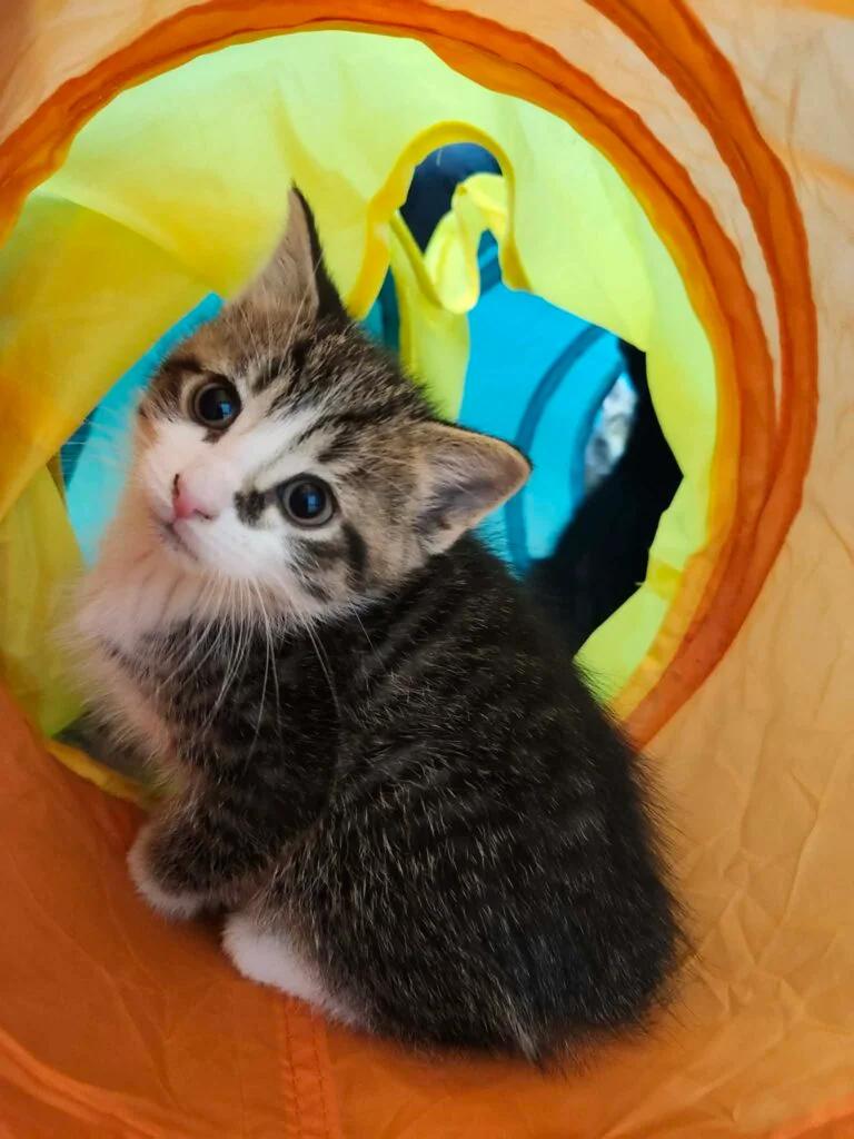 Boone, ADOPTABLE, Kitten Male Domestic Short Hair.