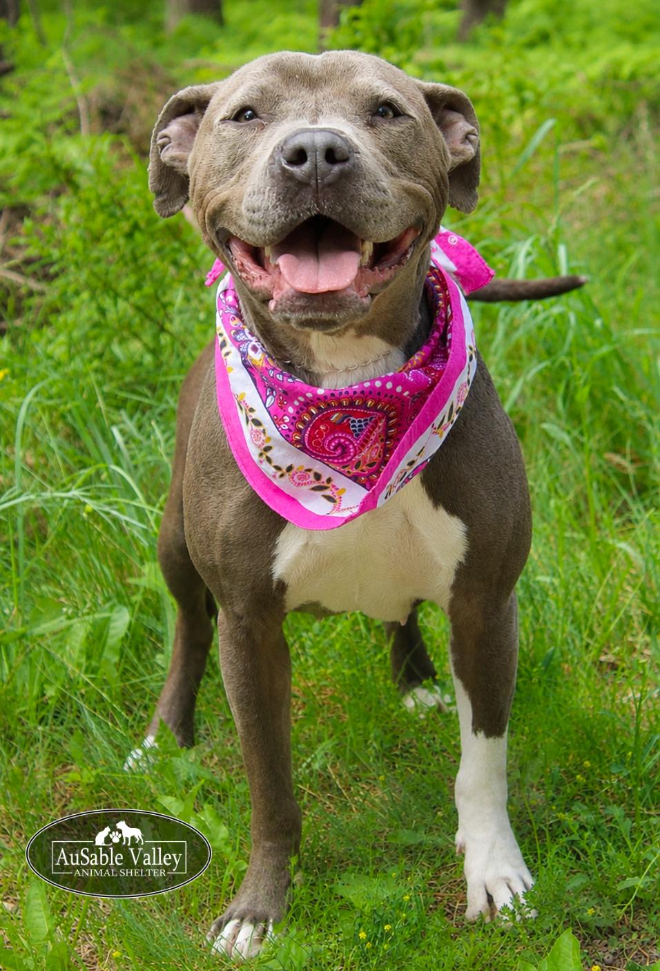 Enlarge Layla, a ADOPTABLE mixed breed in Grayling, MI image 4/6
