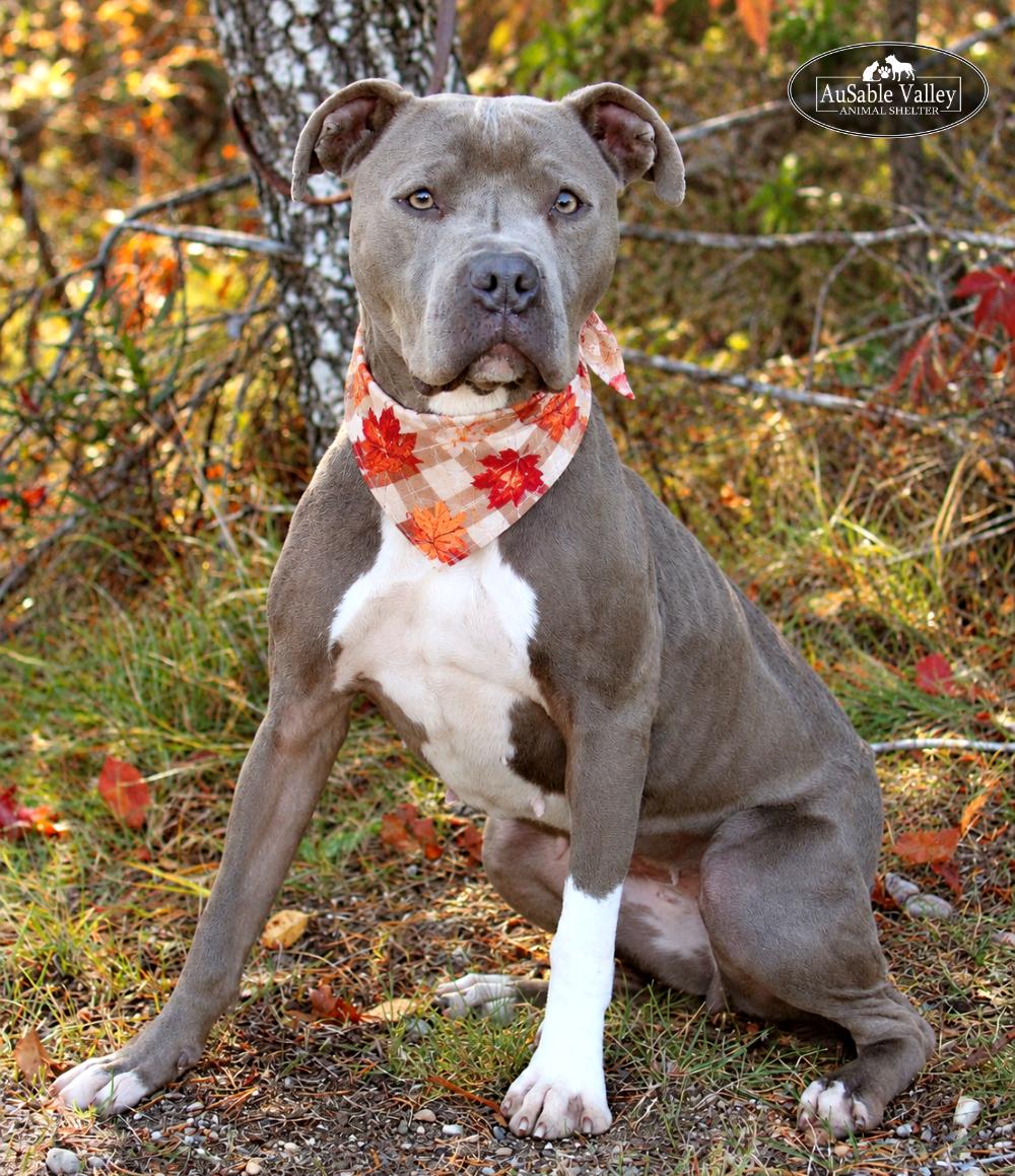 Layla, Adoptable, Adult Female Mixed Breed.