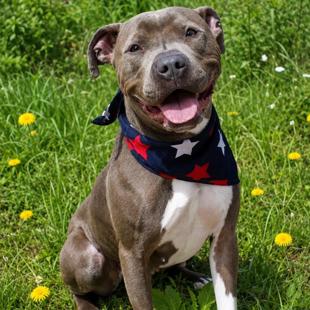 Layla, ADOPTABLE, Adult Female Mixed Breed.