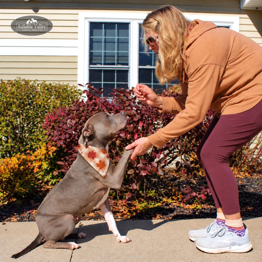 Enlarge Layla, a Adoptable mixed breed in Grayling, MI image 4/6