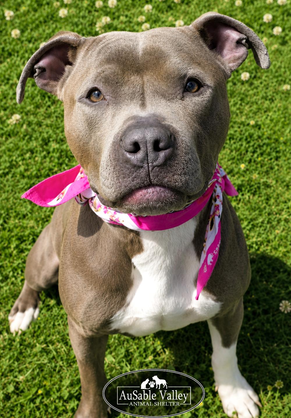 Enlarge Layla, a ADOPTABLE mixed breed in Grayling, MI image 6/6
