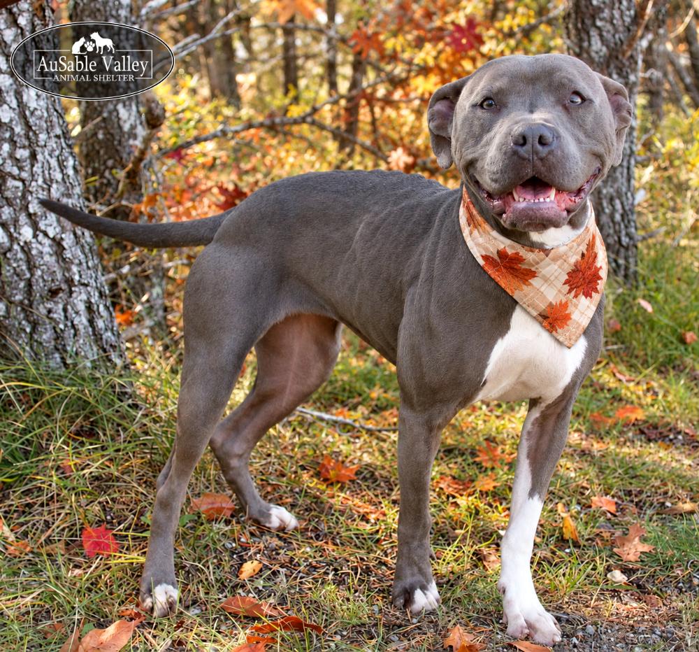 Enlarge Layla, a Adoptable mixed breed in Grayling, MI image 2/6