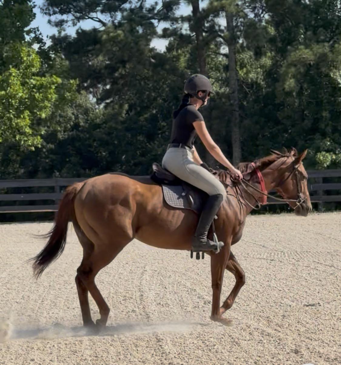 Enlarge Marty's Gal, a Adoptable Thoroughbred in Aiken, SC image 1/1