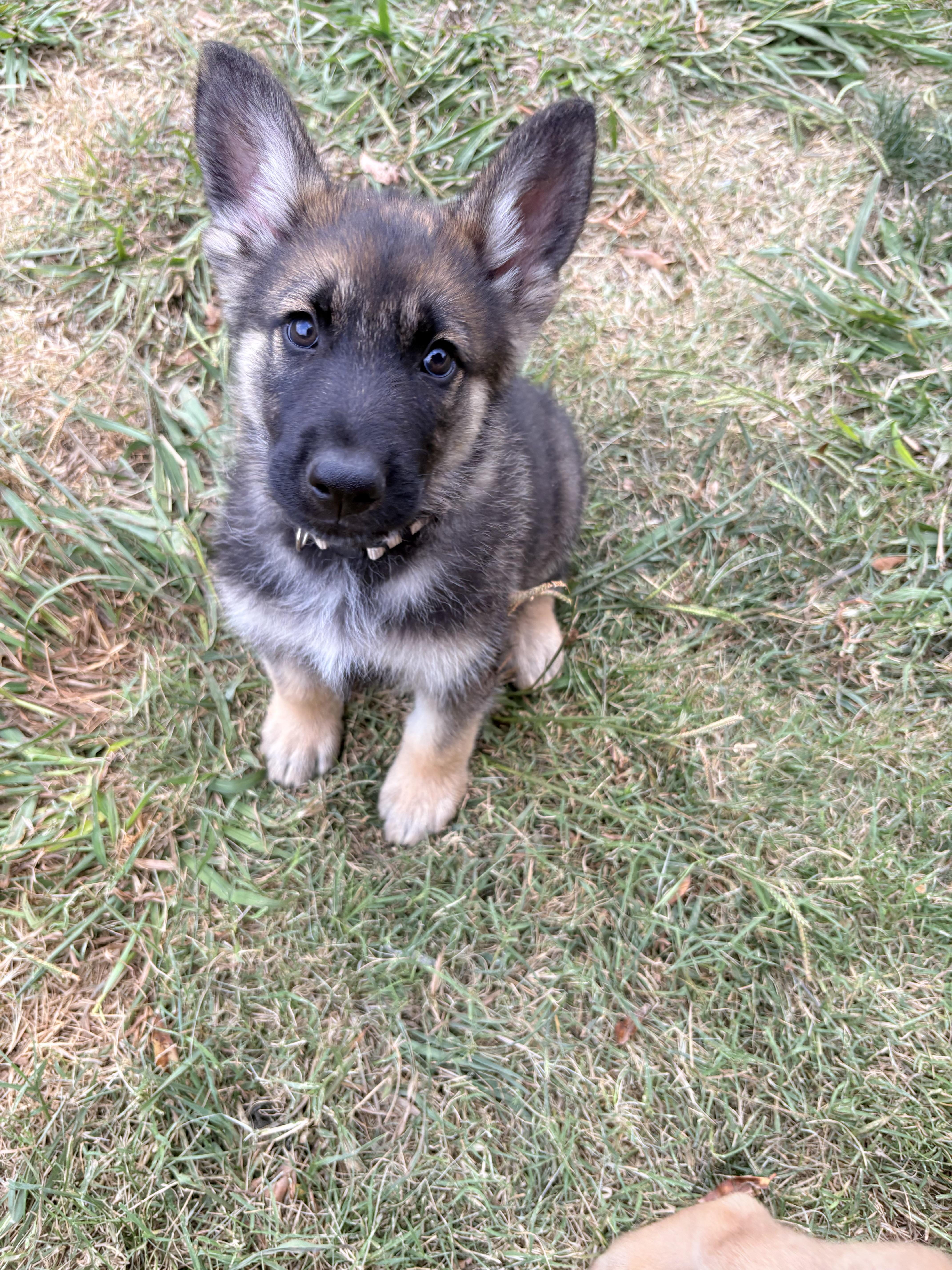 Bosch, Adoptable, Puppy Male German Shepherd Dog.