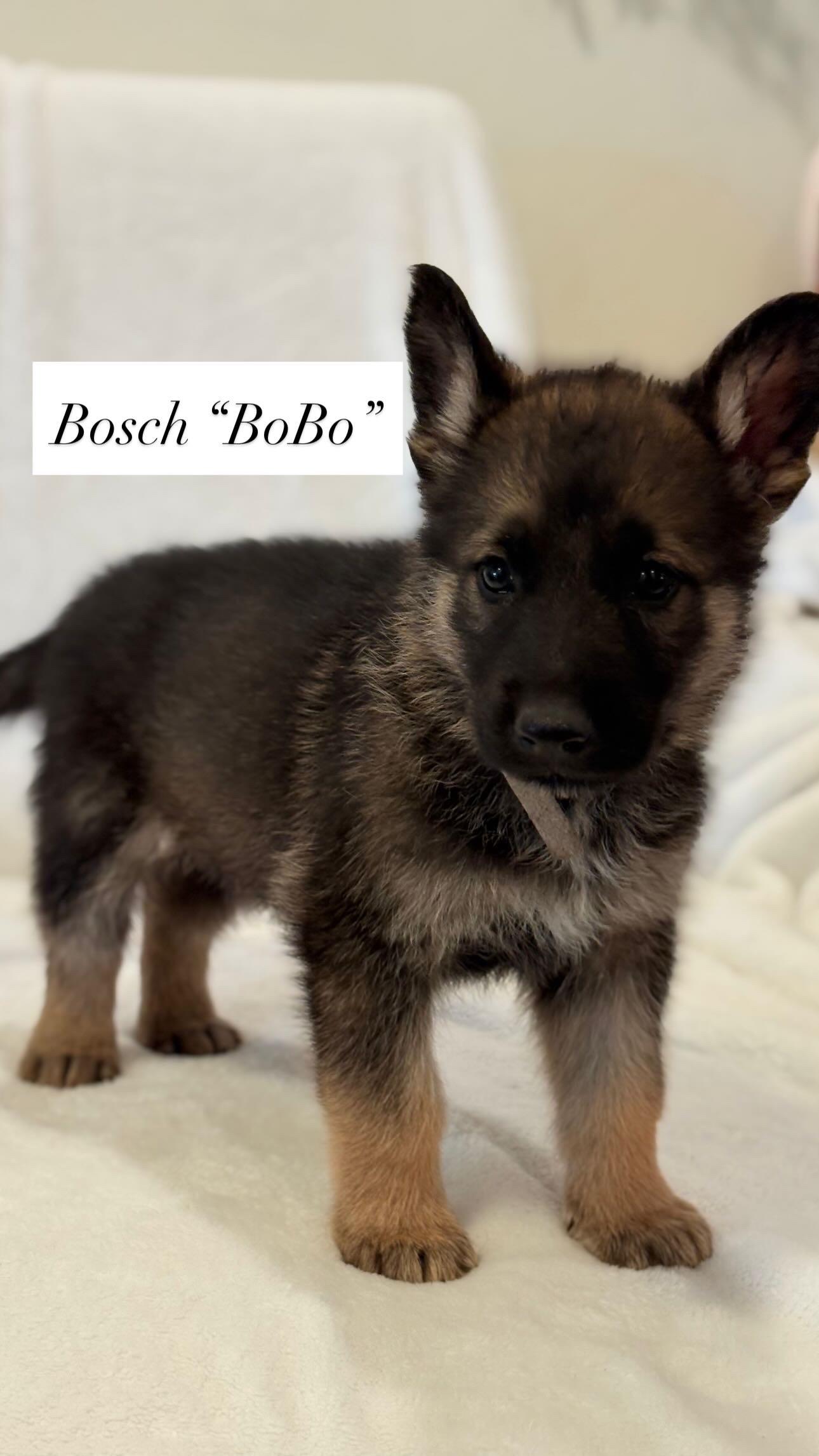 Enlarge Bosch, a Adoptable mixed breed in Discovery Bay, CA image 2/6