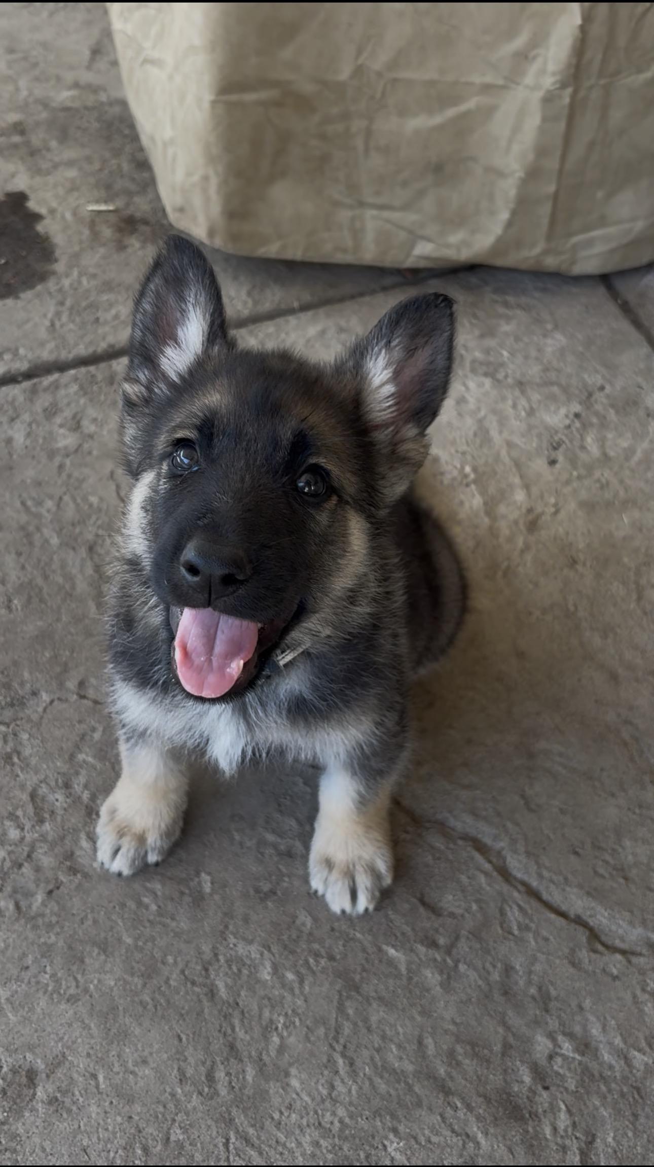 Enlarge Bosch, a Adoptable mixed breed in Discovery Bay, CA image 3/6