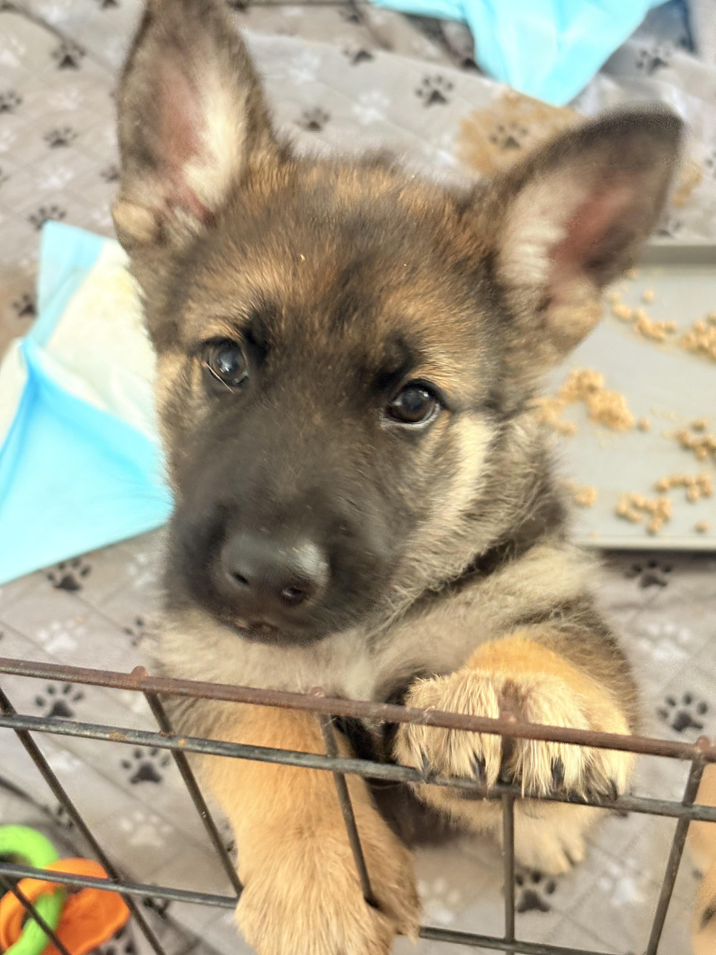 Enlarge Bosch, a Adoptable mixed breed in Discovery Bay, CA image 4/6