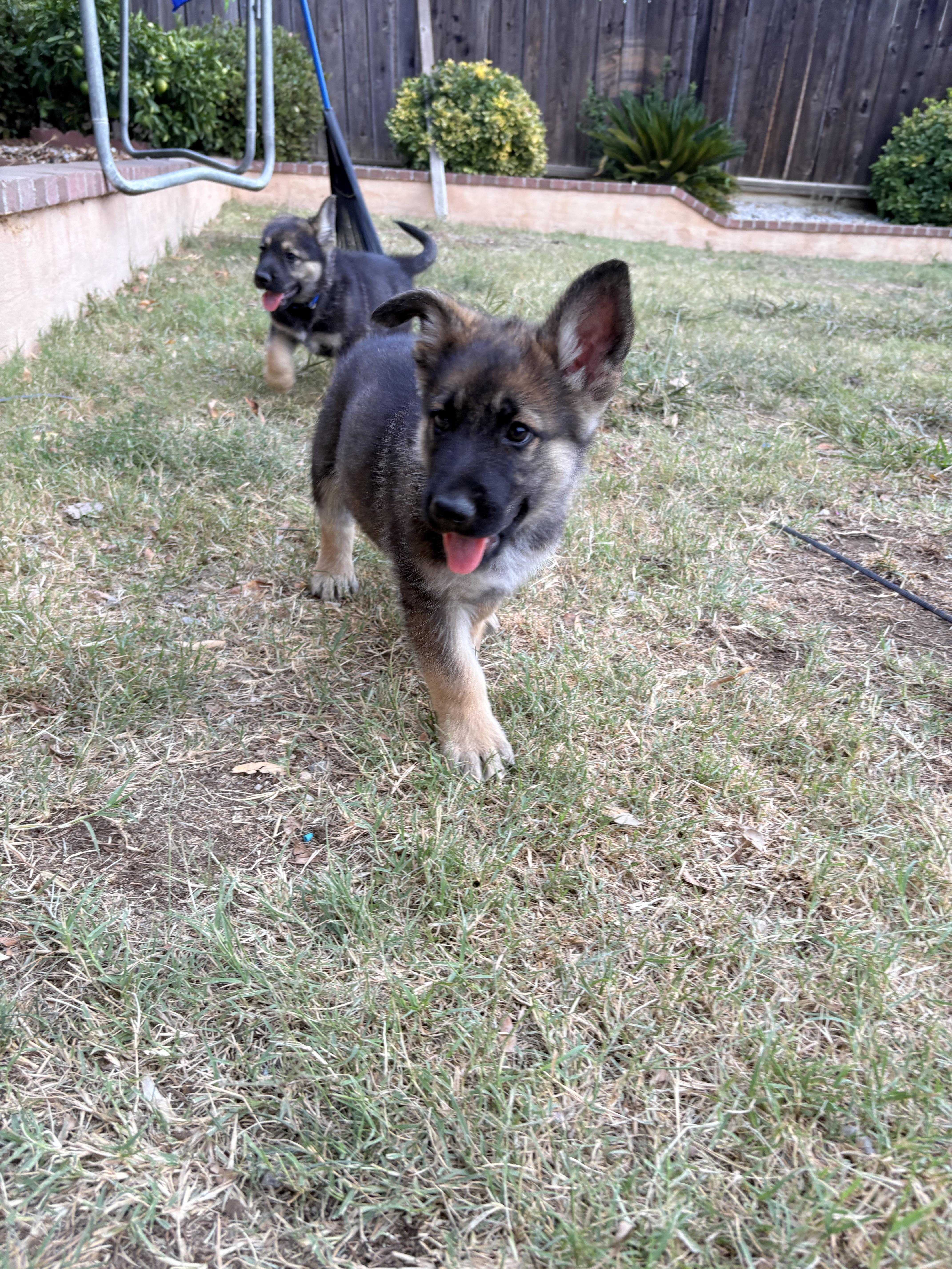Enlarge Bosch, a Adoptable mixed breed in Discovery Bay, CA image 5/6