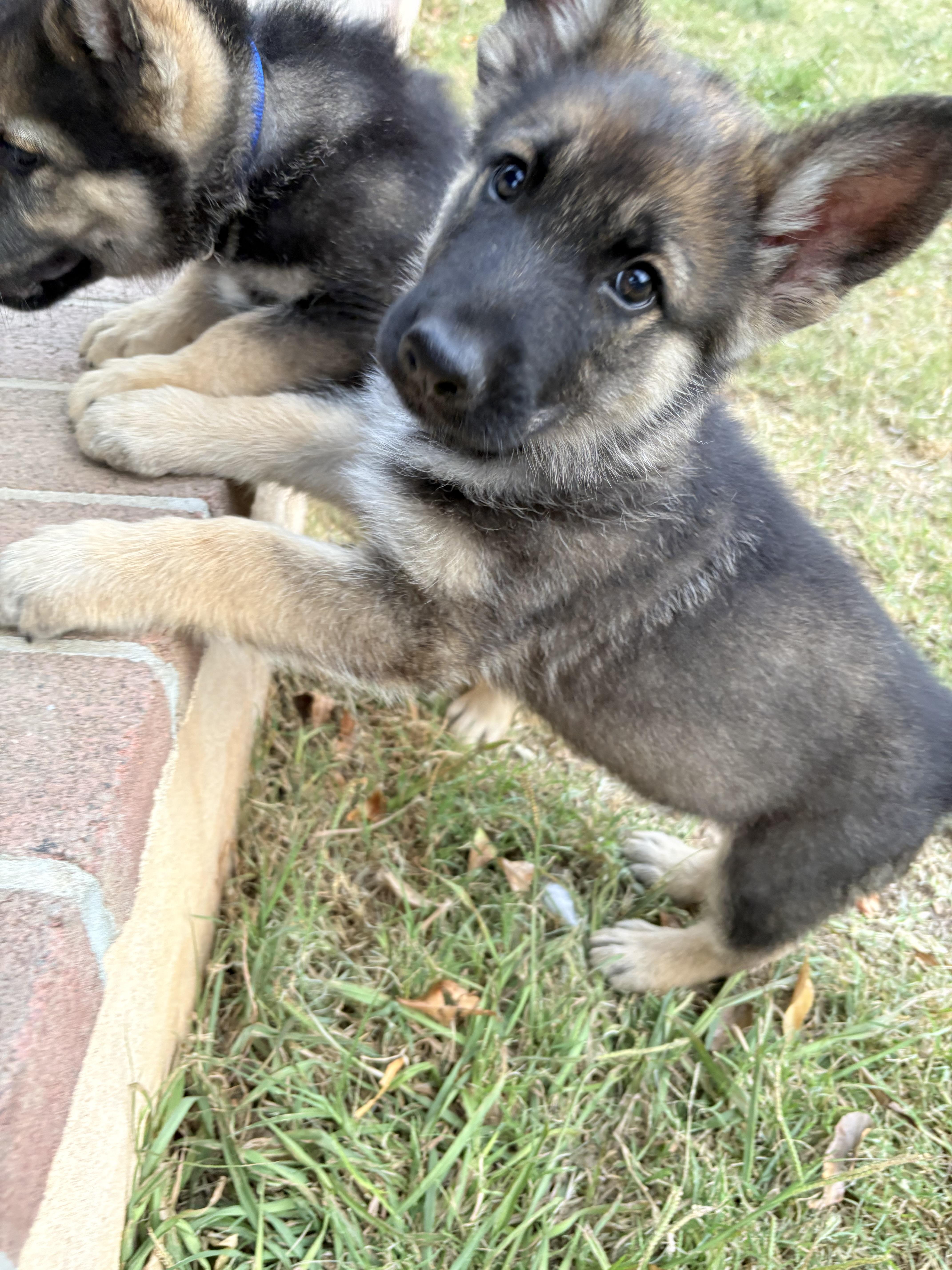 Enlarge Bosch, a Adoptable mixed breed in Discovery Bay, CA image 6/6