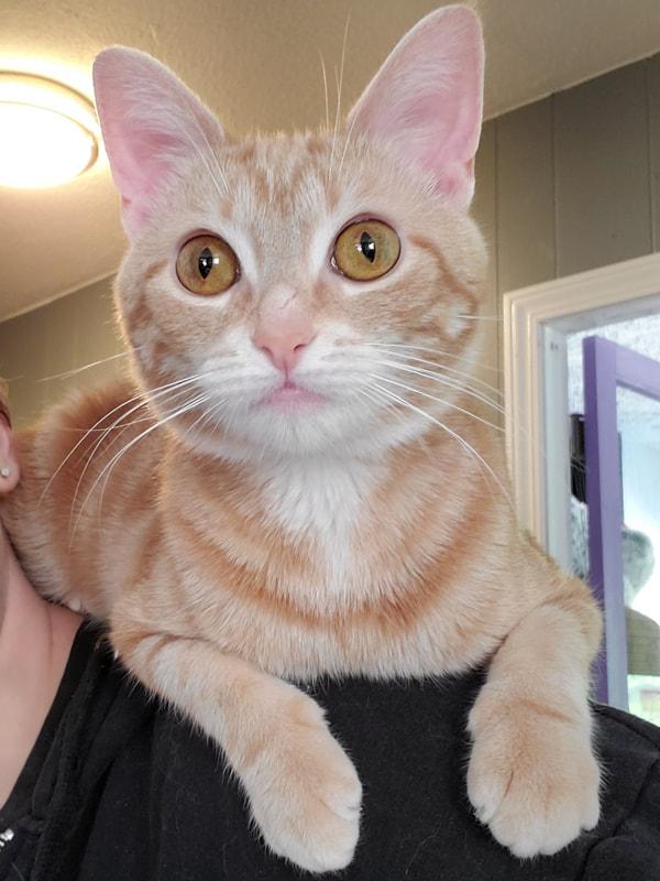 Oak (ask to meet me!), Baby Female Domestic Short Hair