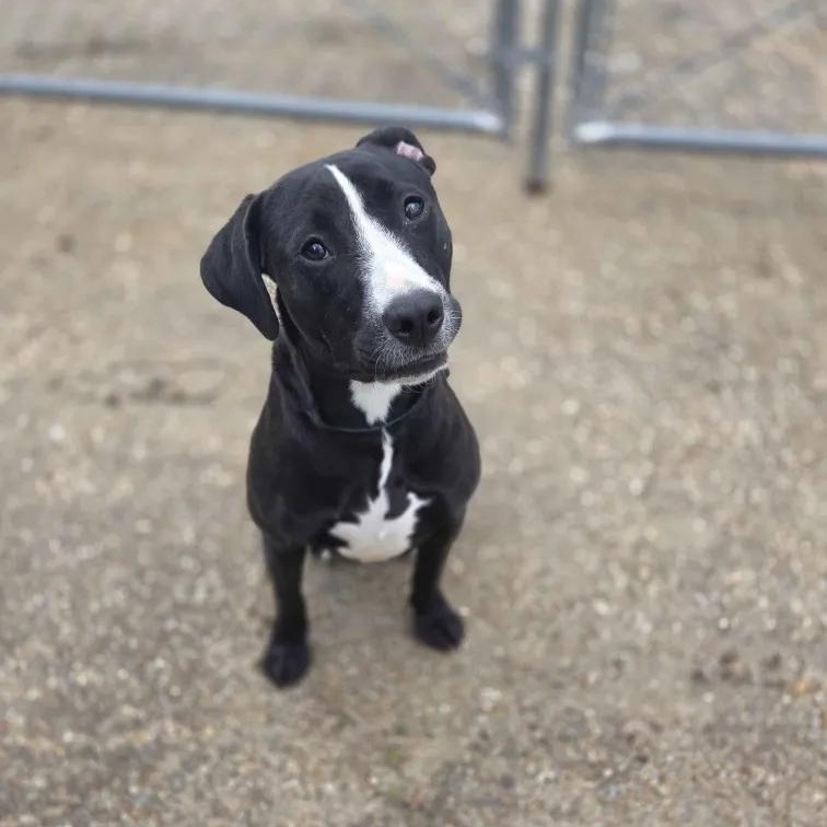 Enlarge Lily, a Adoptable mixed breed in Madison, MS image 2/3