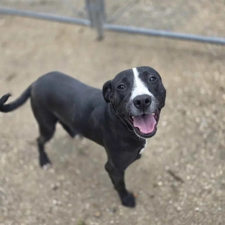 Enlarge Lily, a Adoptable mixed breed in Madison, MS image 3/3