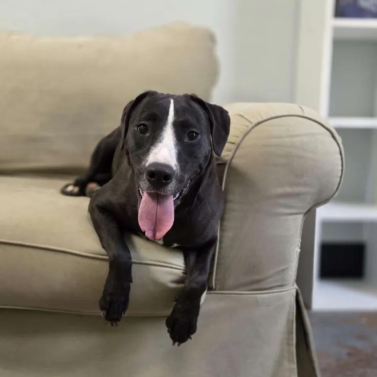 Lily, Adoptable, Adult Female Pit Bull Terrier & Labrador Retriever.