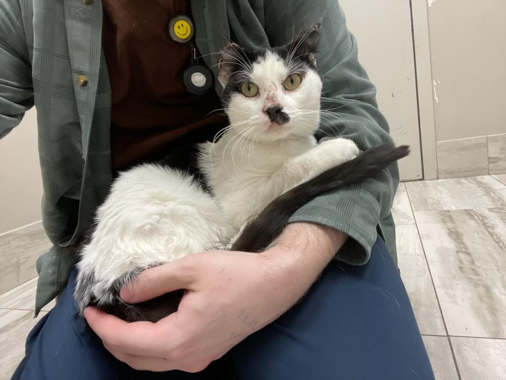 Enlarge Jack, a ADOPTABLE Domestic Short Hair in Hamilton, ON image 2/3