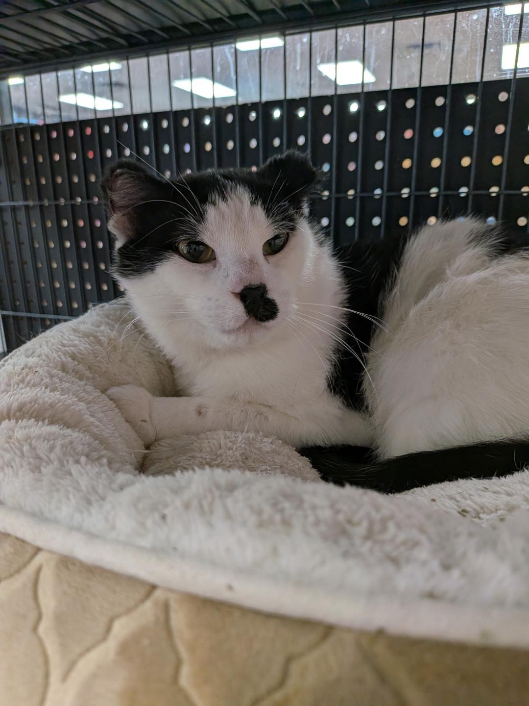 Enlarge Jack, an adopted Domestic Short Hair in Hamilton, ON image 1/4