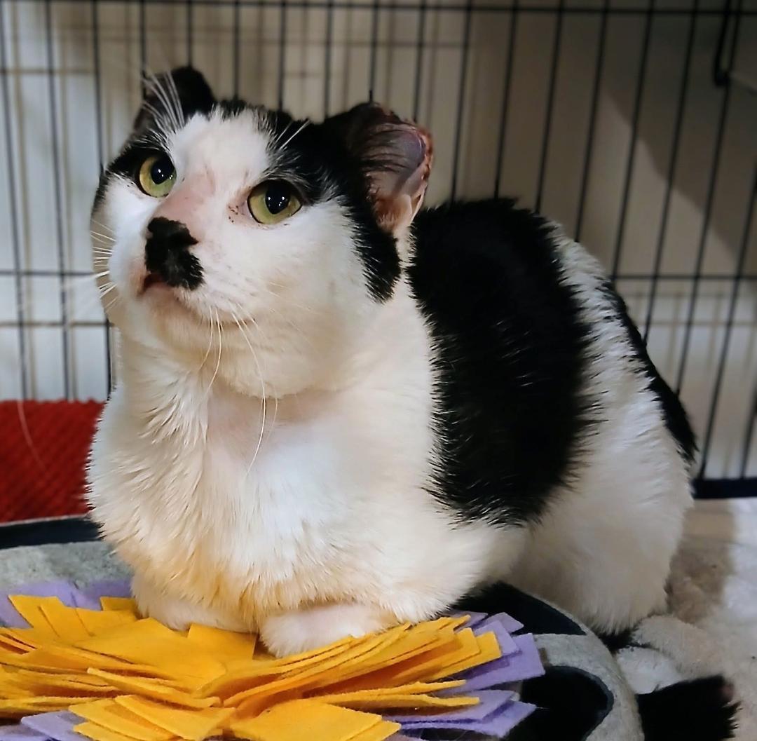 Jack, ADOPTABLE, Adult Male Domestic Short Hair.