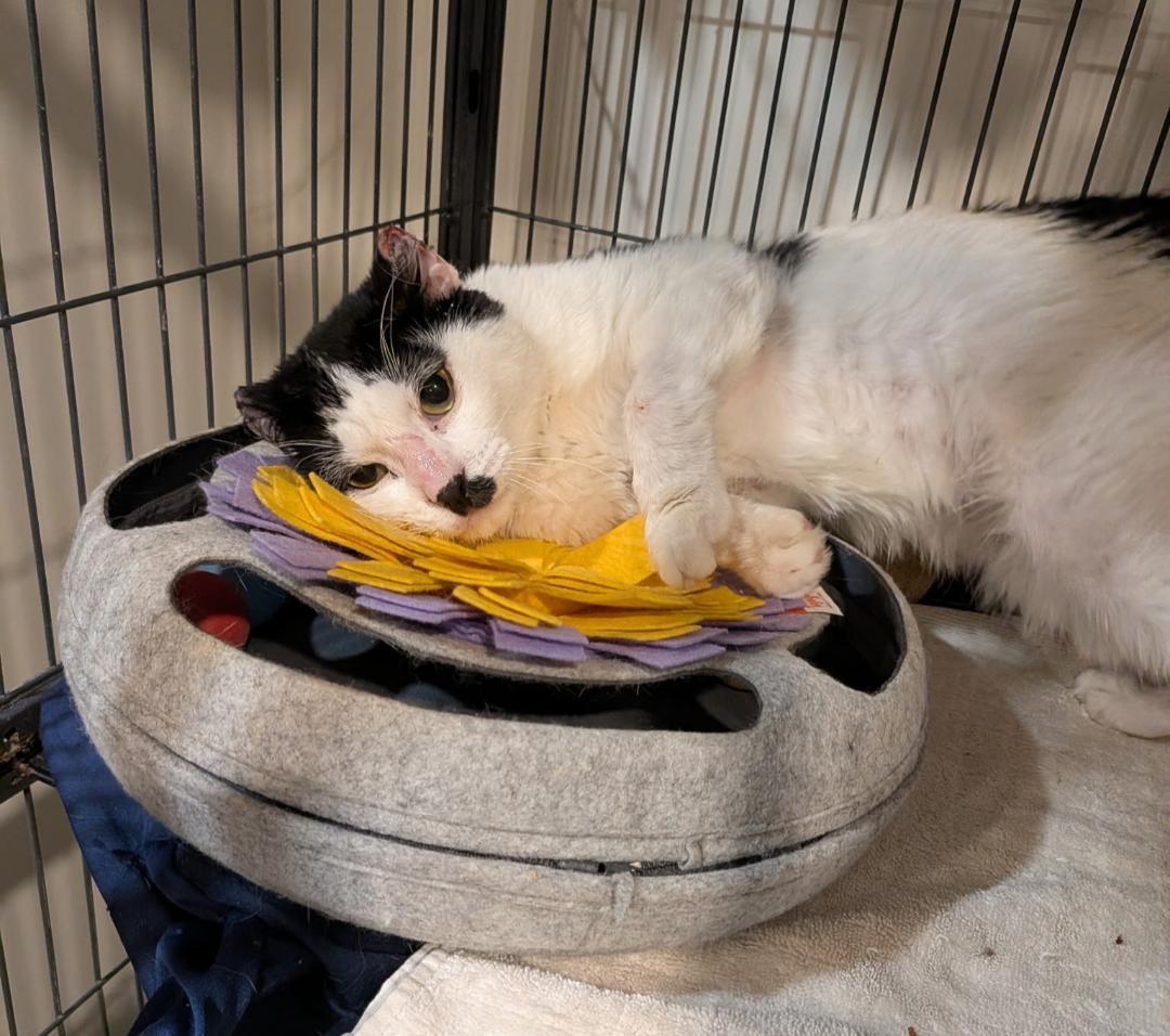 Enlarge Jack, a ADOPTABLE Domestic Short Hair in Hamilton, ON image 3/3