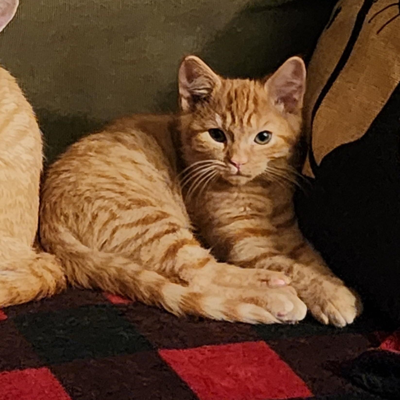 Shoresy, an adopted Domestic Short Hair in Greenwood, IN image 2/3