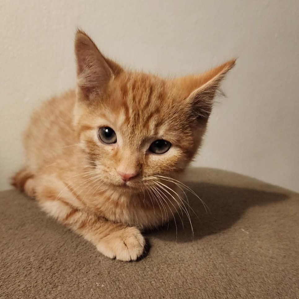 Shoresy, adopted, Kitten Male Domestic Short Hair.