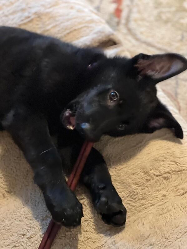 Enlarge West, a Adoptable German Shepherd Dog in Seattle, WA image 3/3