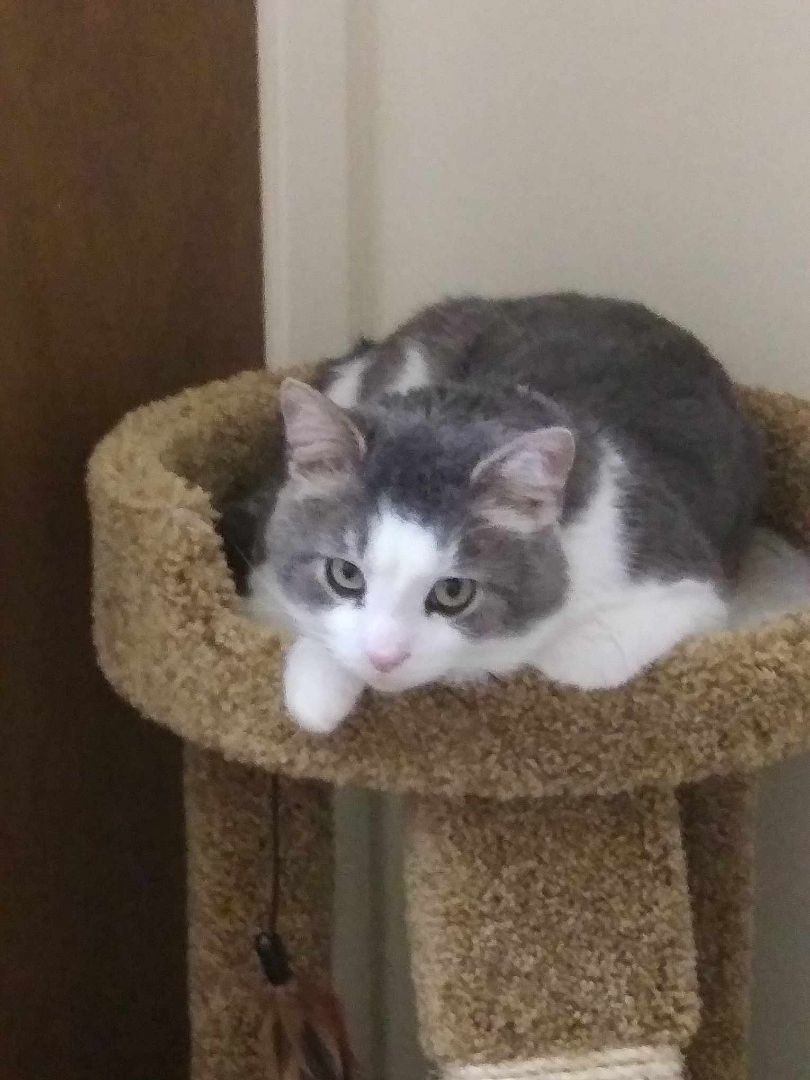 Meatball, Adoptable, Young Male Domestic Short Hair.