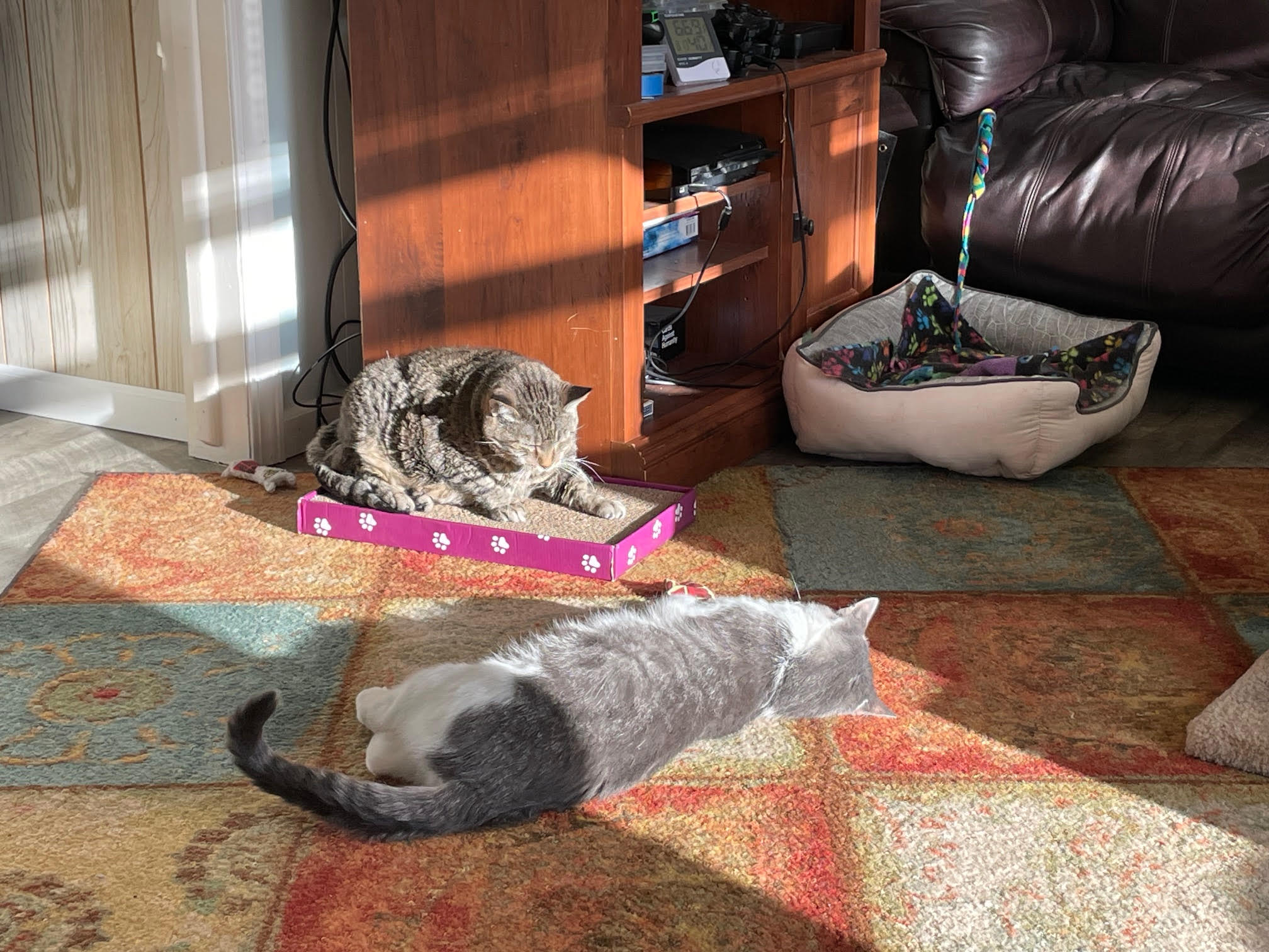 Meatball, a Adoptable mixed breed in Des Moines, IA image 4/4