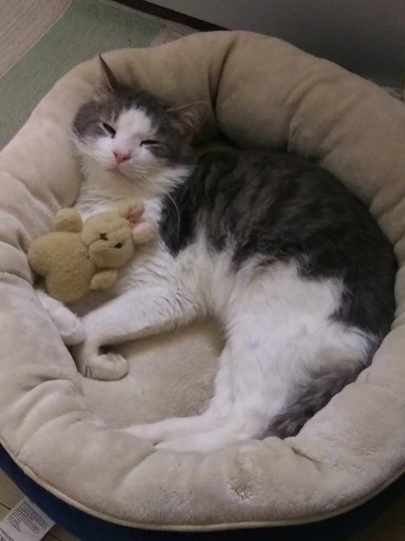 Meatball, a Adoptable mixed breed in Des Moines, IA image 2/4