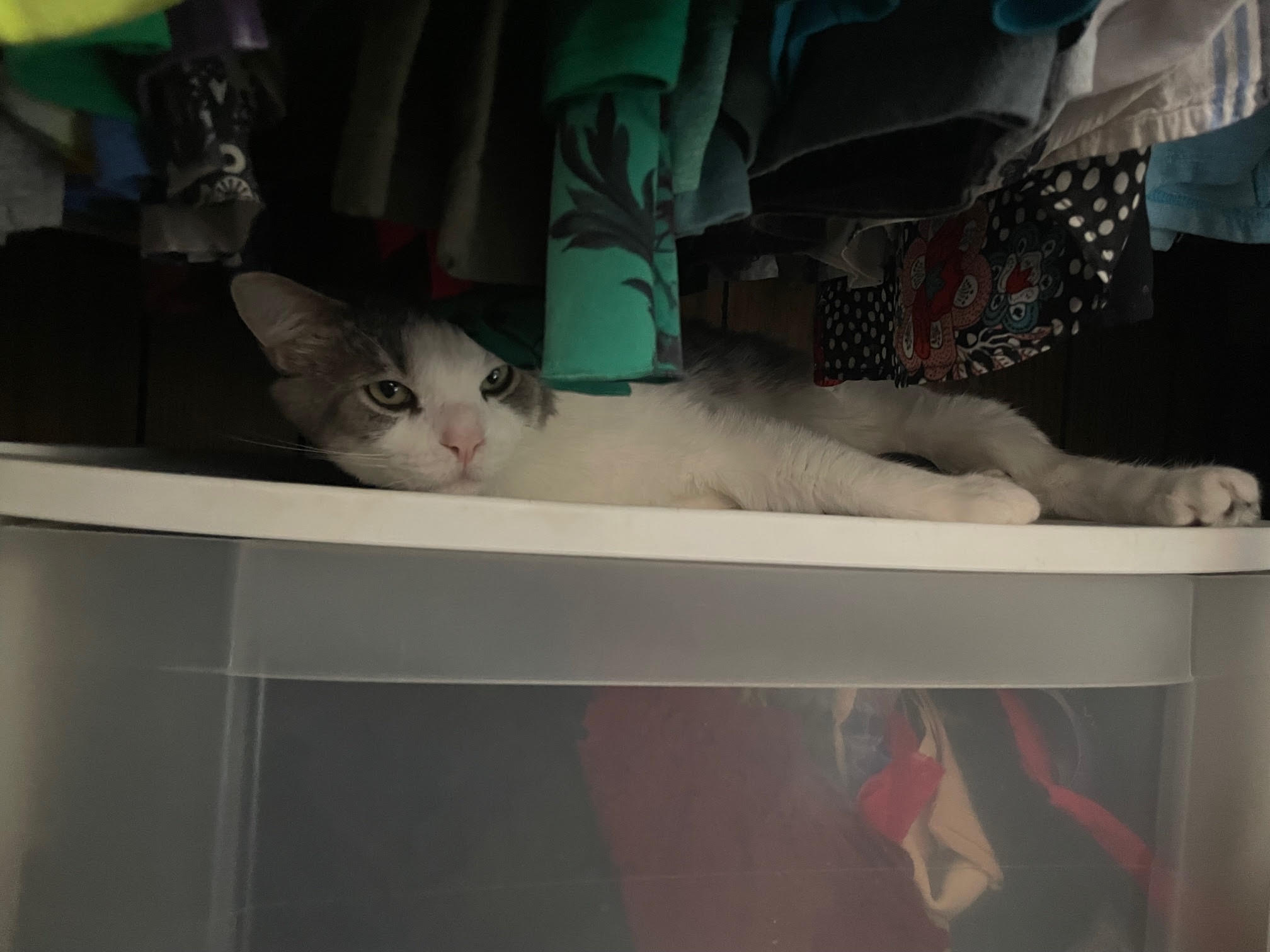 Meatball, a Adoptable mixed breed in Des Moines, IA image 3/4