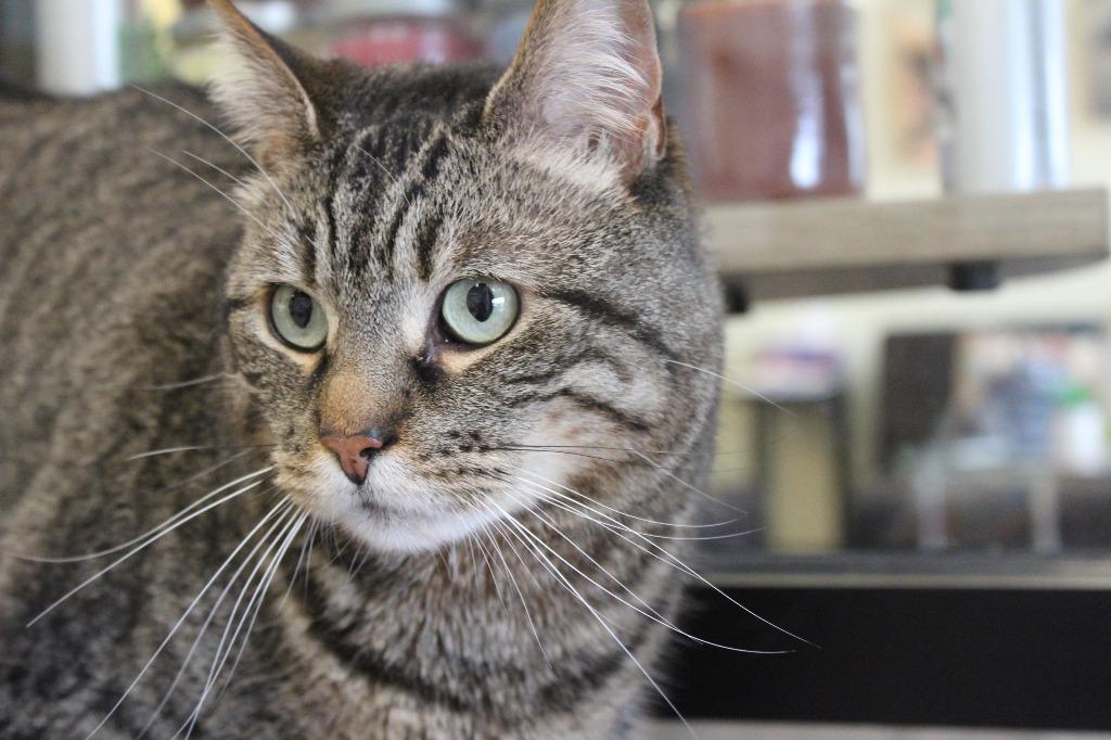 Randall Boggs , an adoptable Domestic Short Hair in Fairfax, VA image 3/5