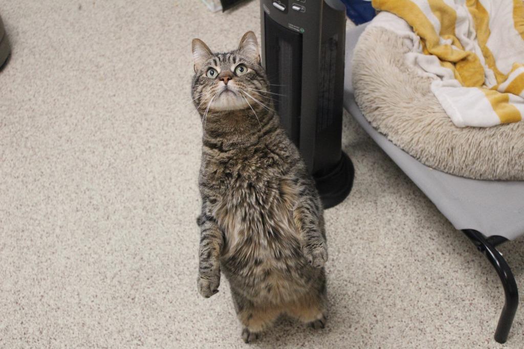 Randall Boggs , an adoptable Domestic Short Hair in Fairfax, VA image 4/5