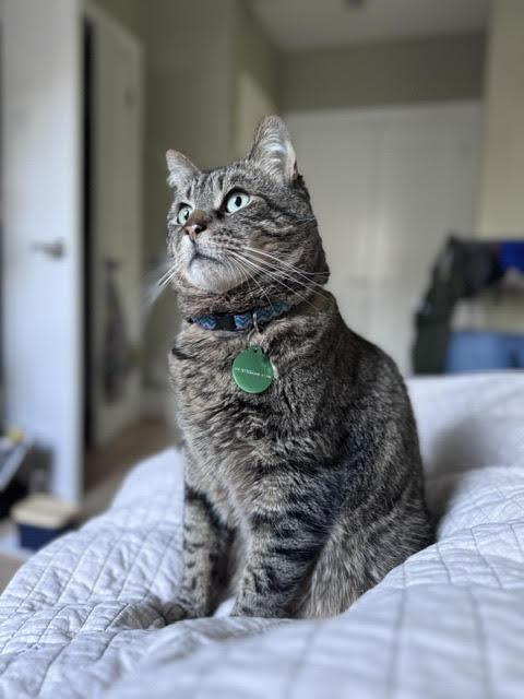 Randall Boggs , an adoptable Domestic Short Hair in Fairfax, VA image 5/5