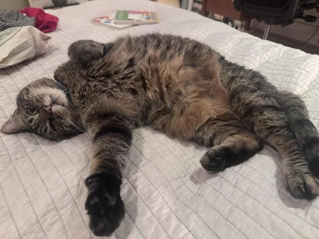 Randall Boggs , an adoptable Domestic Short Hair in Fairfax, VA image 2/5