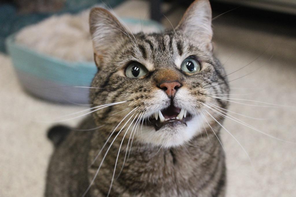 Randall Boggs , adoptable, Adult Female Domestic Short Hair.