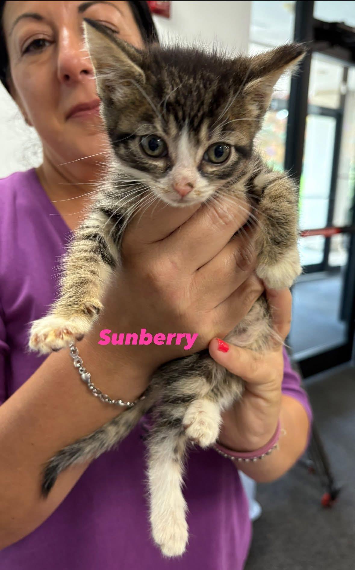 Sunberry, an adoptable Domestic Short Hair in Seaford, NY_image-1