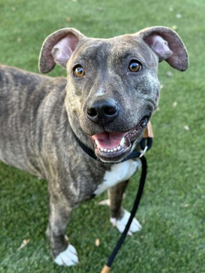 Reese, Adoptable, Puppy Female Terrier & Mixed Breed.