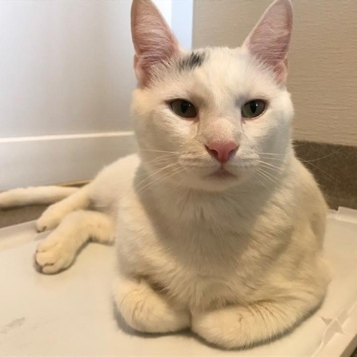 Enlarge Shazam!, a Adoptable Domestic Short Hair in Manchester, CT image 1/6