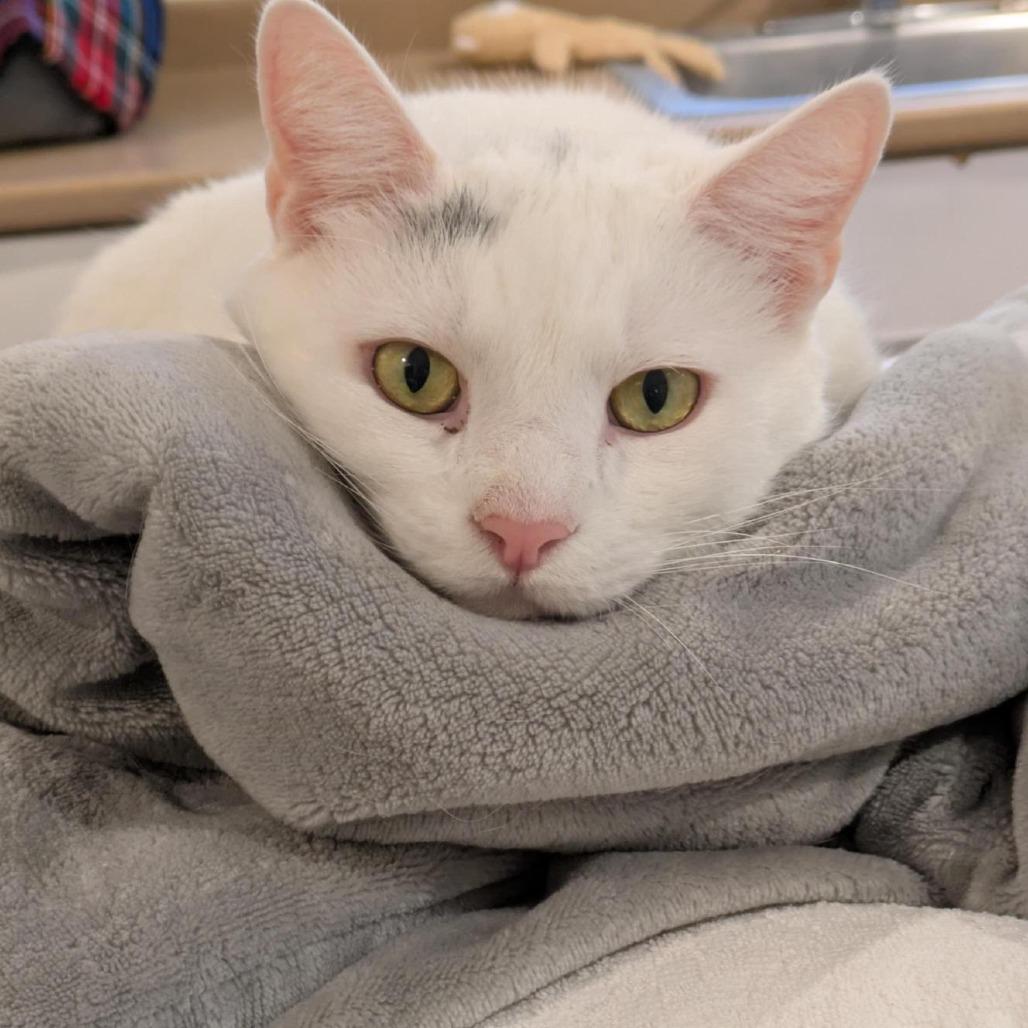 Enlarge Shazam!, a Adoptable Domestic Short Hair in Manchester, CT image 2/6