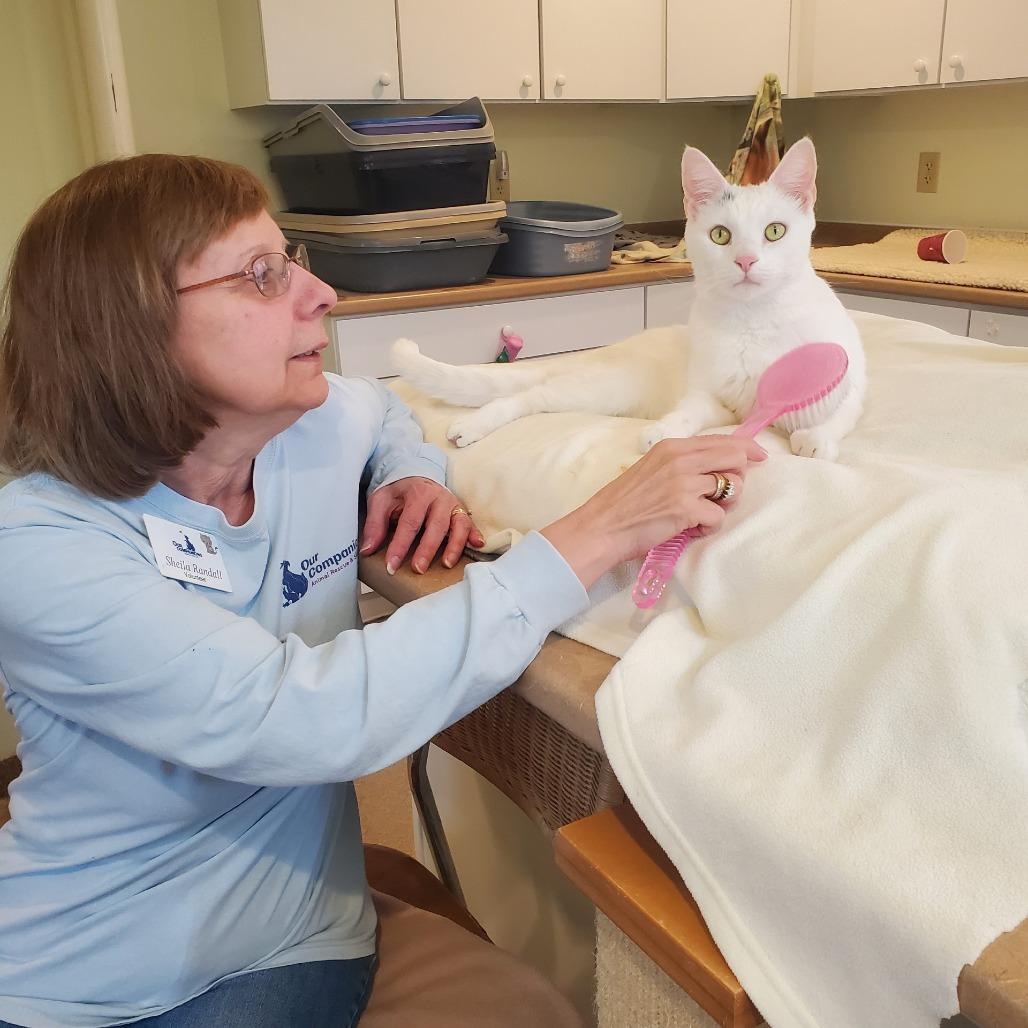 Enlarge Shazam!, a Adoptable Domestic Short Hair in Manchester, CT image 3/6