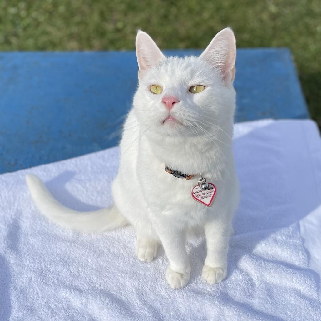 Enlarge Shazam!, a Adoptable Domestic Short Hair in Manchester, CT image 4/6