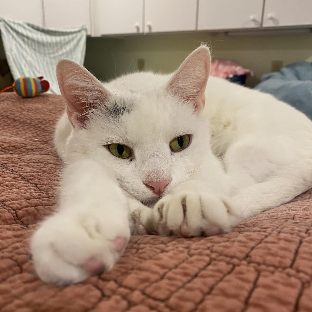 Enlarge Shazam!, a Adoptable Domestic Short Hair in Manchester, CT image 5/6