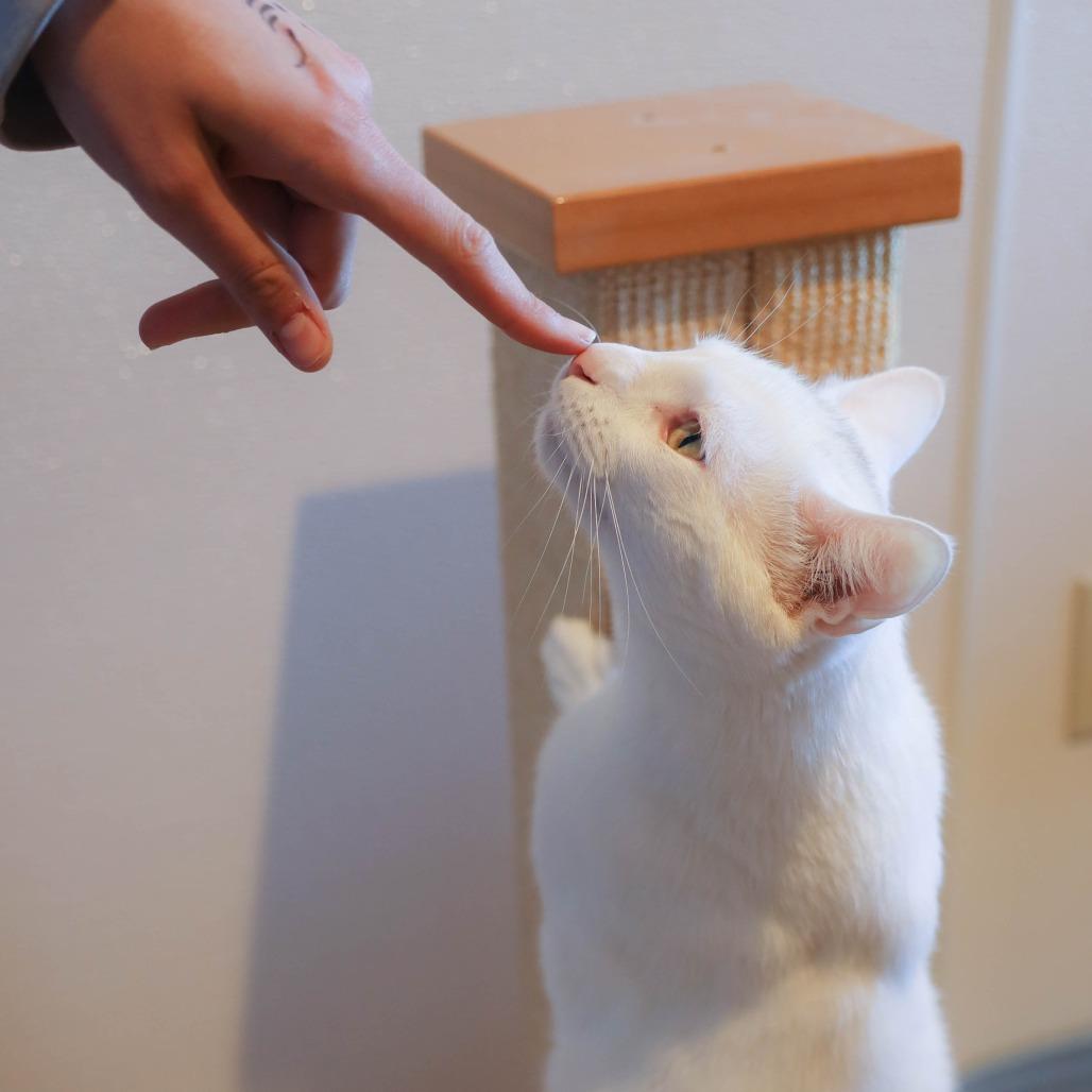 Shazam! — thumbnail 6