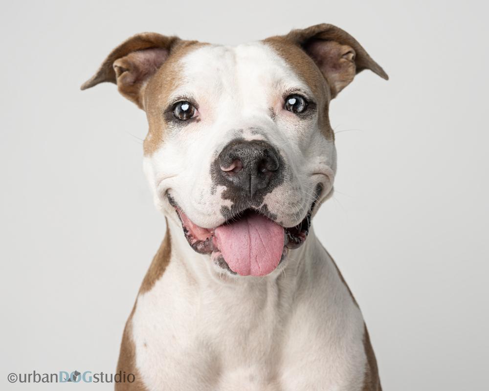 Enlarge Maddie, a Adoptable mixed breed in Seminole, FL image 1/6