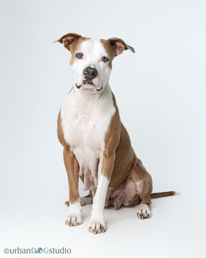 Enlarge Maddie, a Adoptable mixed breed in Seminole, FL image 3/6
