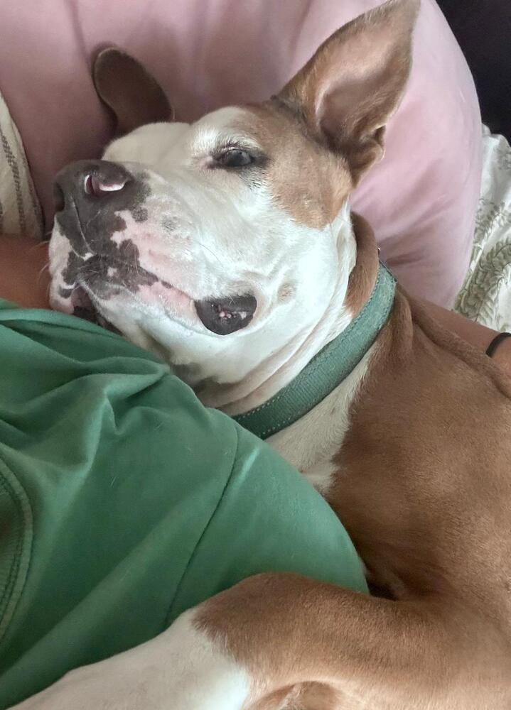 Enlarge Maddie, a Adoptable mixed breed in Seminole, FL image 4/6